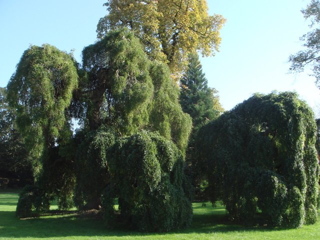 Sophora japonica 'Pendula' Trianon